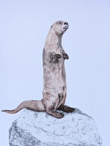 A sketch in soft pastel of a river otter standing on a rock. His tongue is sticking out a tiny bit. The background is left blank in the image.