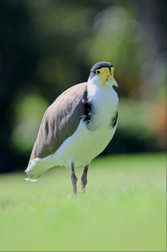A grey and white bird with yellow facial markings that look like a mask warn at a masquerade ball. It appears to be standing in a blurry soup of pale green, which is the grass of the lawn