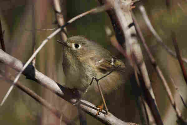 A ruby crowned kinglet in some dense brush. They are a very small round grey yellow bird with a tiny black beak and tiny red spot on their head looking off to the left of frame