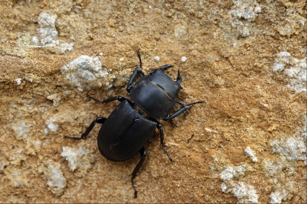 A large beetle with solid-looking jaws and a black textured carapace clings onto the rocky-sandstone surface.