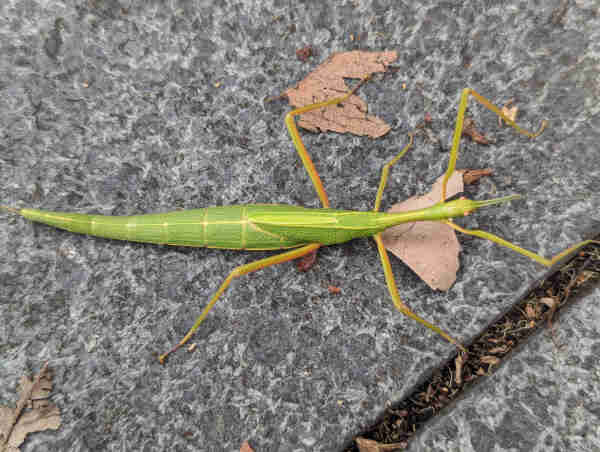 Photo of a large green stick insect from above.