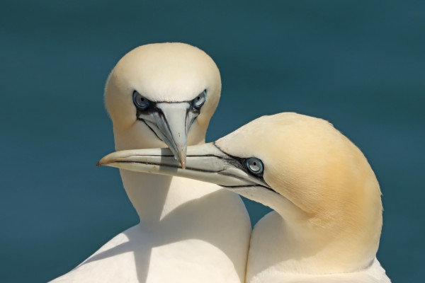 a head shot of a pair of intertwined gannets, one looking towards the camera, the other looking to the left.