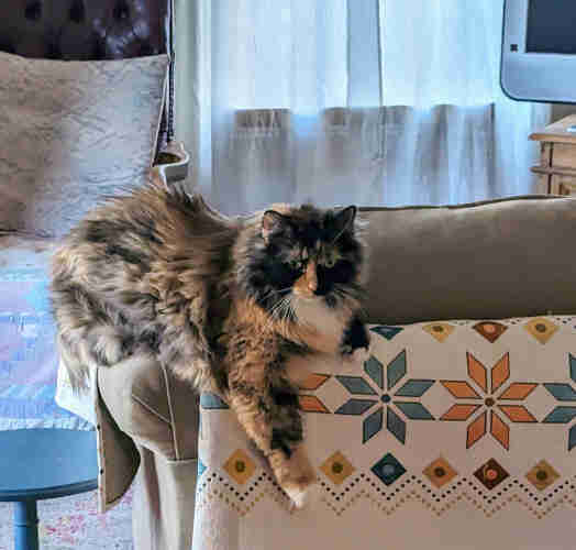Ani, an extra fluffy calico, posed fetchingly on back of loveseat with one paw extended