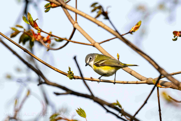 A vireo in a tree against a blue sky, buds on the tree.  Video with a blue grey head and yellow body withe black accents on wings.