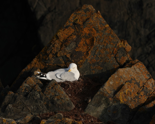 A white and grey gull with spotted black and white tail feathers sits on a nest amongst triangular-shaped rocks. The sun is very low, and the light is warm and soft. The rocks are dotted with orange lichen
