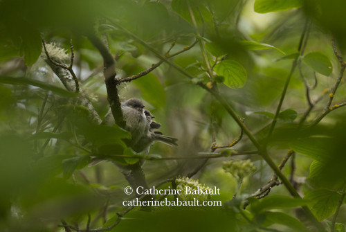 Four tiny birds on a branch and surrounded by lots of green foliage.