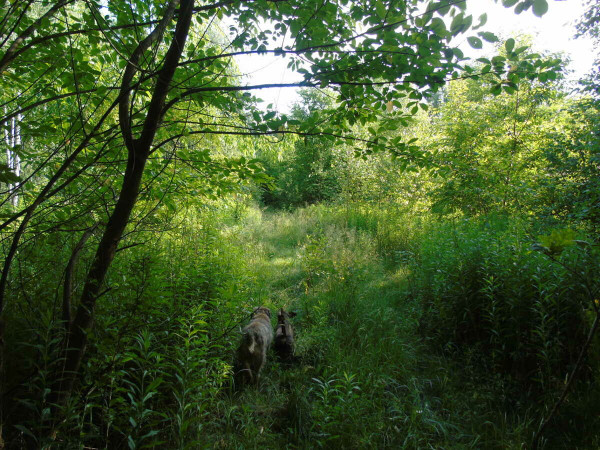 Two dogs walking on an abandoned road through a forest, side by side.