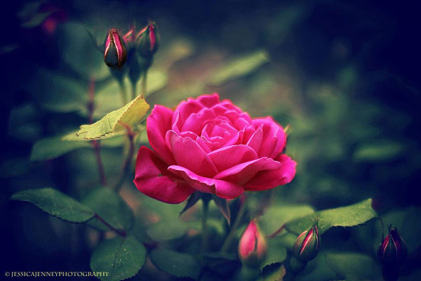 A vibrant pink rose stands out against a darker, blurred background, with several buds surrounding it. Its petals are fully bloomed, showcasing the detailed layers and natural beauty of the flowe