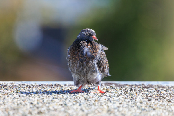 A fledgling pigeon rests on a flat roof. Their chest and underparts are wet; they may have just had a bath. Individual feathers clump toward their shafts.

The bird's bill and cere are mostly peachy pink with a little gray pigmentation toward the tip.

It's windy and their eyes are squinty.