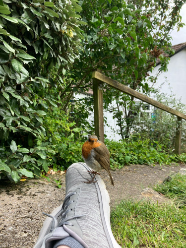 Photo of a European robin sitting on the toe of a grey trainer (attached to a bejeaned leg, only a bit of which is showing). The robin looks expectantly for non-existent mealworms.
Overgrown shrubbery and the white-painted wall of a house in the background.