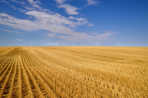 A picture of a field of straw disappearing to the horizon. 