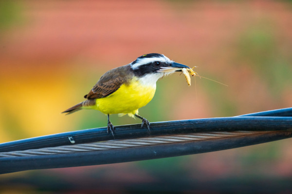 A yellow-bellied, brown winged bird with white throat, black head with a black stripe along its eyes, and a black bill, perched on a utility wire. It is grasping some large white insect with its beak. The background is a pretty brown and green bokeh