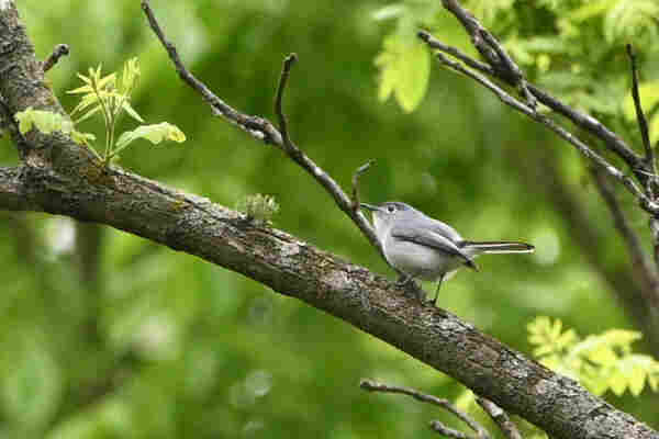 A small gray bird on a branch. There’s not much of blue here.