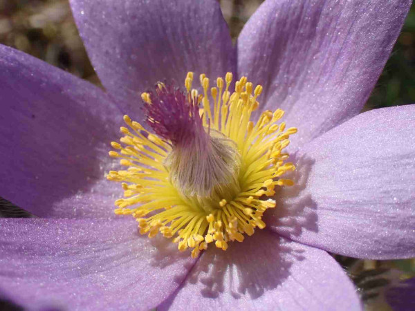 Pulsatilla grandis closeup of the flower center with hairy yellow and white structures