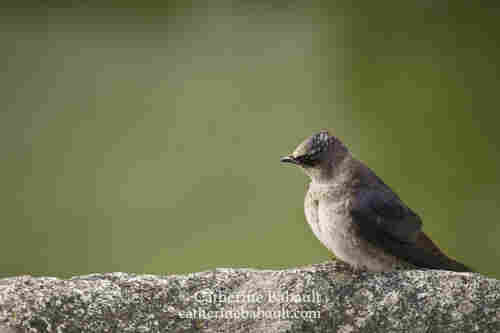 Female Purple Martin on a granit boulder, the background is green and blurry due to short depth of field.