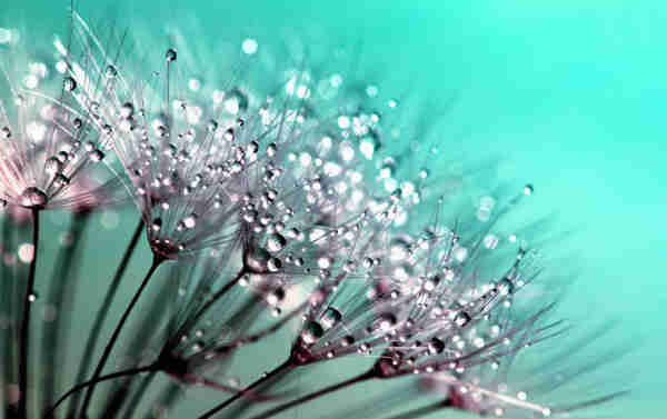 Close up photo of a group of light purple flowers with thin black stems and with transparant raindrops on them, on the left in the photo, to a greenish turquoise background. 