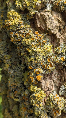 Crusty yellow and green lichens on the knobbly bark of a hawthorn bush