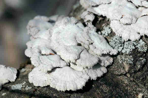 Closeup of small white mushrooms, growing in an overlapping fashion. They have a crimped fuzzy surface and scalloped edges.
A few blue-green leafy lichens with darker fruiting bodies occupy the bark between mushrooms.