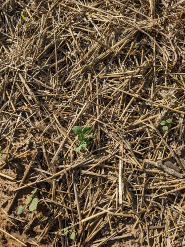 A picture of a snap pea sprout, poking itself through a cover of tan straw. A couple of weeds are keeping it company.
