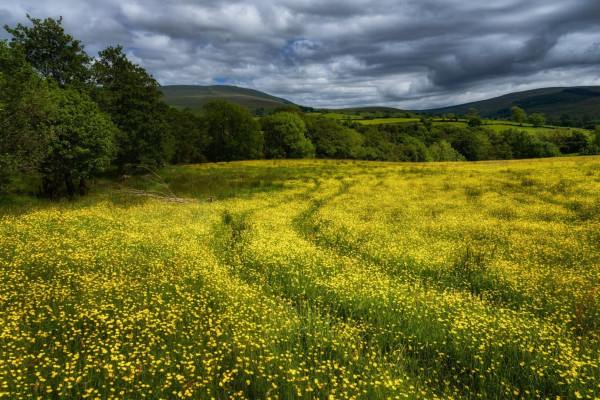 A picturesque landscape in Sedbergh, located within the Yorkshire Dales. The foreground is dominated by an expansive meadow filled with vibrant buttercups, creating a carpet of gold. The meadow gently slopes upwards, leading the eye towards a line of lush green trees that mark the edge of the field. Beyond the trees, rolling hills stretch into the distance, covered in a mix of green pastures and darker, more rugged terrain. The sky above is a dramatic array of grey clouds, hinting at possible rain, but with patches of lighter sky breaking through, allowing some sunlight to dapple the landscape below.