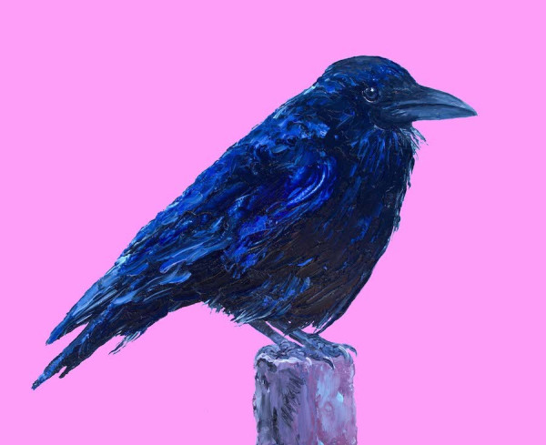 An original oil painting of a black Raven bird perched on a fence post. It has a bright pink background.