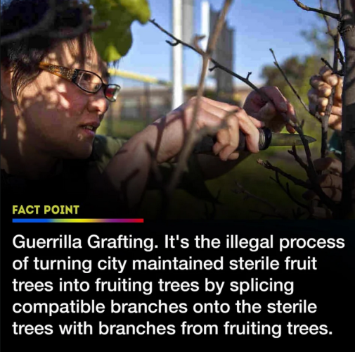 Woman grafting tree in image. Text reads: Guerrilla Grafting. It's the illegal process of turning city maintained sterile fruit trees into fruiting trees by splicing compatible branches onto the sterile trees with branches from fruiting trees. 