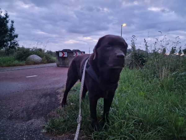 Arwen during SniffBook walkies. She's standing next to a pathway in a grassy bit, while is slowly getting light outside. She's looking to the side, waiting for a snack.