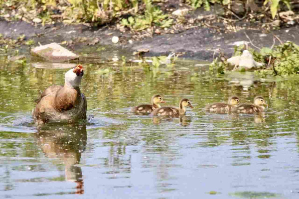 Female Red-crested Pochard raising her head and quacking whilst her four young ducklings head in the opposite direction 