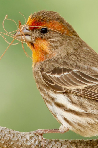 A red-highlighted medium sized bird has a lot of nest building fibers in its beak.