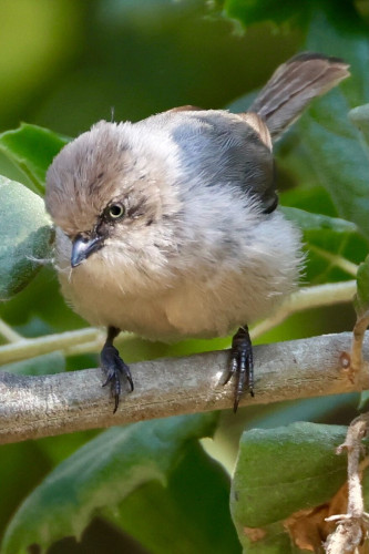 A fierce little gray bird with tiny eyes that mean business!