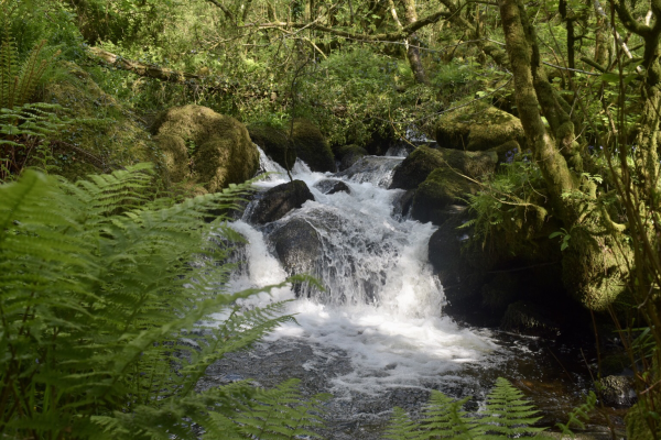 A small waterfall with ferns and mossy rocks .