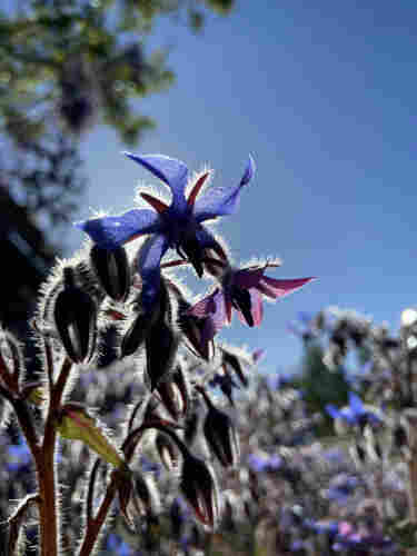 Common borage flowers backlit by the sun. Two flowers are open, a blue and a purple, and several more buds will open soon. They are each covered in white fuzz that catches the sun. The blue and purple petals are slightly iridescent and almost effervescent. In the background are more flowers and clear blue sky. 