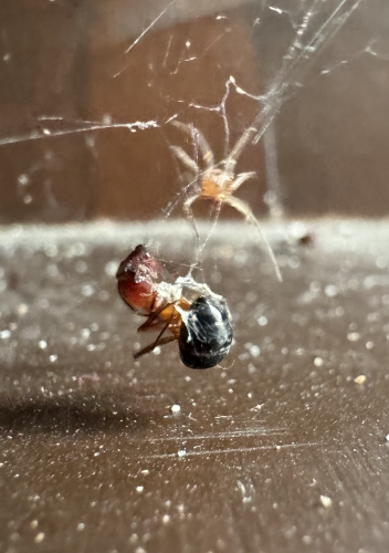 A red and black ant caught in a cob web by a much smaller spider. 