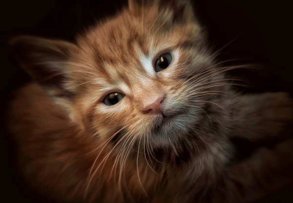 A sweet photo of baby orange kitten named Yoshi. He is sitting on my lap looking up at me with his sweet innocent face. 