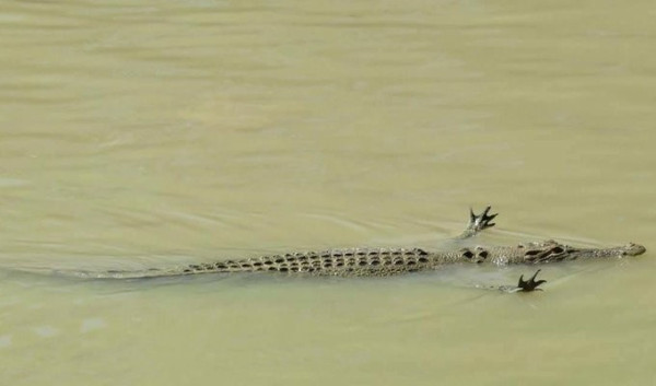 A alligator, floating in a swamp, its front legs held out over the water, appearing to be doing a "jazz hand" movement
