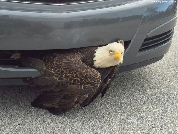 A bald eagle (still alive) caught in the bumper of a car that apparently hit it.