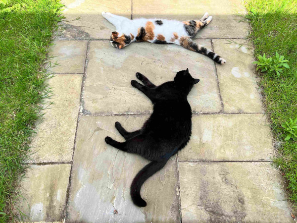 A photo of two cats lying on a paved path, with some grass on either side of the path. A calico cat is lying on their side horizontally while a black cat is below her lying on their side vertically. 