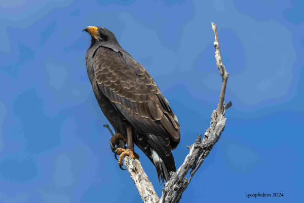 The Cuban Black Hawk is a medium-sized hawk that is all-black except for white bands on its tail and wings and its yellow bill and feet.