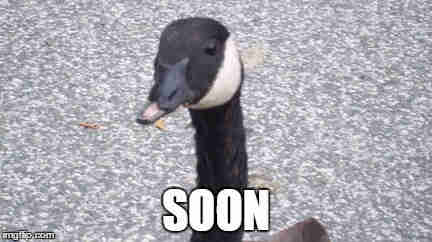 A meme picture of one of the most evil creatures to have ever roamed the earth - the Canadian Goose. Its neck and head are visible in the picture, the view is looking down on it as it stands on an asphalt surface. The meme text simply says "SOON" - which implies the sheer malevolence that the goose has towards humankind...