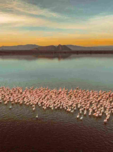 Lake Elementaita with flamingos 