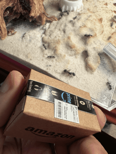 Holding a tiny amazon box, my carpenter ants are in the background. 