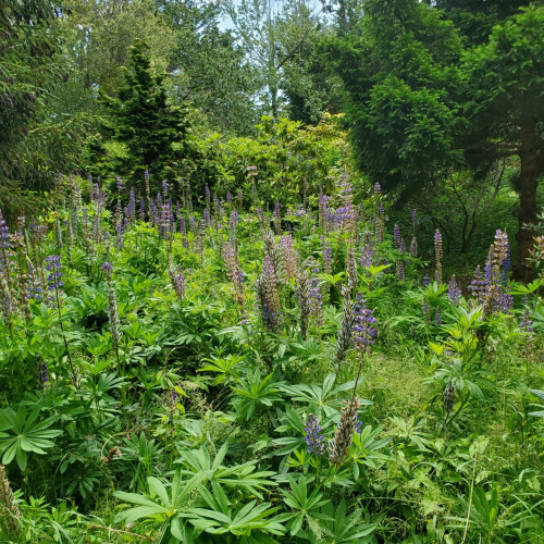 Rewilded field, filled with purple lupines & young trees.