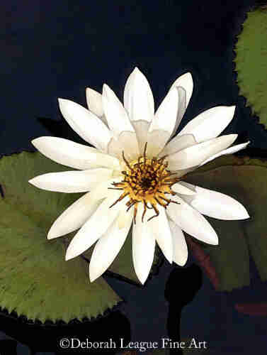 Dramatic night image of the White Egyptian Water Lily in bloom. Also known as Nymphaea waterlilies, these night blooming flowers perfectly symbolize innocence, purity, fertility, pleasure, celebration, hope, rebirth, wellness, and peace.

Water lilies are an important religious symbol in the Hindu and Buddhist traditions. Buddhists regard the water lily as a symbol of enlightenment because of the beautiful bloom that emerges from the mud. They also consider the water lily a symbol of purity, spontaneous generation and divine birth.

The purity of the white waterlily will add sophistication and fits well within most color schemes, be it your home or workplace.