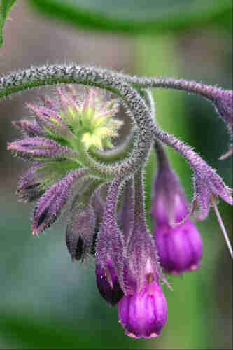 Closeup on a hairy, spiky stem curling around itself. Along the outside of the spiral curl, pinky-purple bell-shaped flowers hang from hairy, spiky stems, getting smaller and less developed as they approach the end of the stem (the middle of the spiral), where they are little more than slightly hairy buds. The background is all blurred out, a mix of greens and greys.
