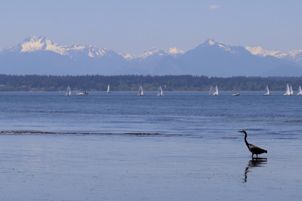 A snow-capped rugged mountain range in the distance. A heron is wading on the beach. Sailboats can be seen in the background. 