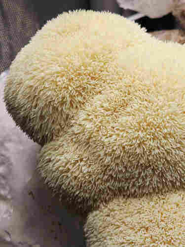 A lion's mane mushroom fruiting body in a grow tent. The cream coloured "teeth" look rubbery and furry, like the pom pom on a beanie hat.