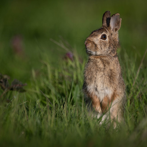 Closeup of rabbit sitting up in the tall grass, looking at the photographer.