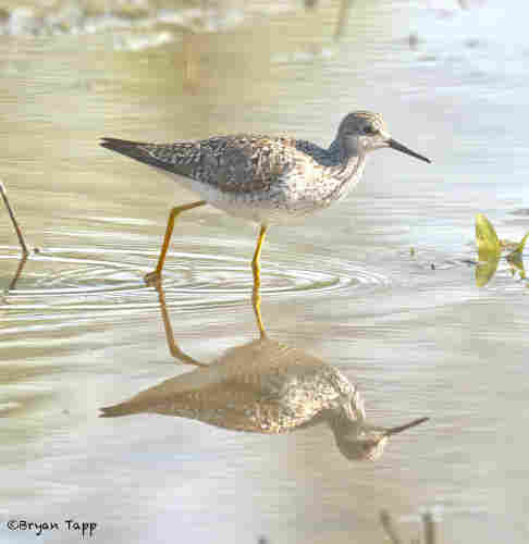 A medium-sized shorebird wades in shallow water in search of food.  This is a Lesser Yellowlegs.  The bill is shorter, but coloration is very similar to the Greater Yellowlegs.  The call is distinct and can help ID.