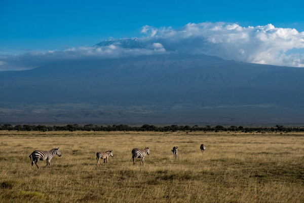 Zebras grazing on a grassy plain with Mount Kilimanjaro in the background.