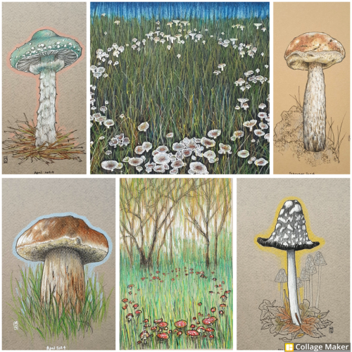 A photo collage of some of my mushroom art, including a penny bun, a fairy ring of white mushrooms , magpie inkcap and more. 